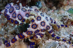 WASPADA GURITA CINCIN BIRU YANG SANGAT MEMATIKAN