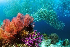 SELAMATKAN PERAIRAN DAN PARIWISATA RAJA AMPAT