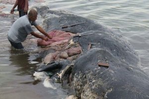 BANGKAI PAUS TERDAMPAR DI WAKATOBI DAN MIRISNYA PERUT PAUS TERSEBUT PENUH DENGAN PLASTIK