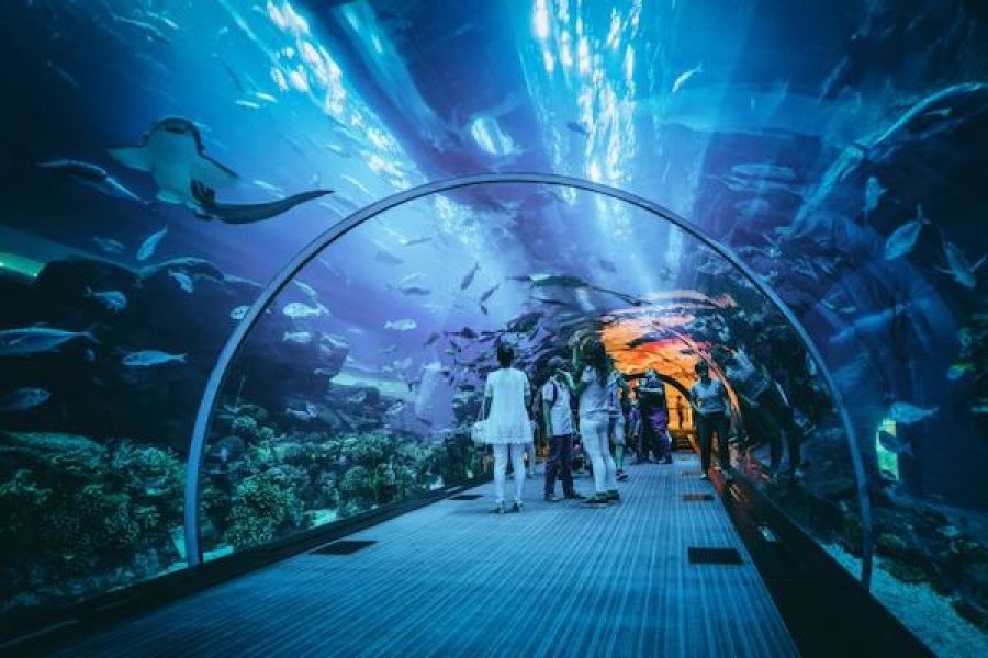 SELAIN SEAWORLD DI ANCOL, ADA JAKARTA AQUARIUM DI MALL NEO SOHO