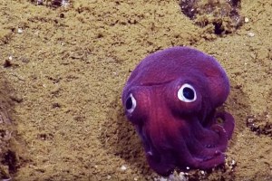 DITEMUKAN &quot;STUBBY SQUID&quot; HEWAN TERANEH DAN TERLUCU DI DUNIA