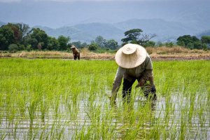 THAILAND SIAP MEMBERI MAKAN DUNIA