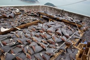 200.000 sirip hiu disita di Ekuador
