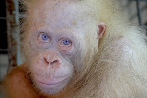 PERKENALKAN ALBA, ORANGUTAN ALBINO LANGKA DARI KALIMANTAN
