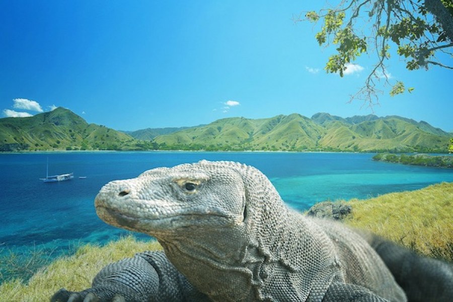 objek wisata nusa tenggara, pulau komodo