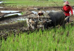 DIPERKIRAKAN KEKERINGAN BAKAL MELANDA PULAU JAWA DAN BALI