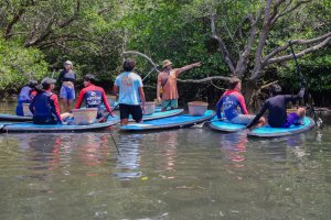 Upaya Konservasi Mangrove Rip Curl School of Surf dan Asian Surf Co